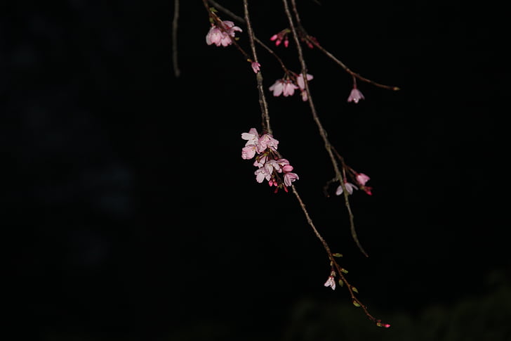 natt sakura, rosa, kirsebærtre blomstrer