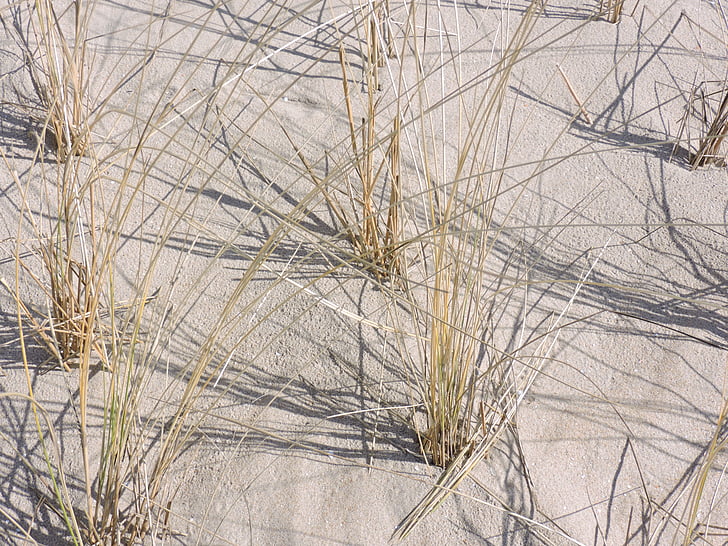 трава marram, пісок, пляж