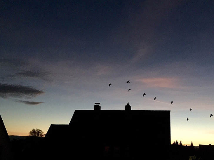 bầu trời buổi tối, ngôi nhà, chim, chim bay, ống khói, mái nhà, đám mây
