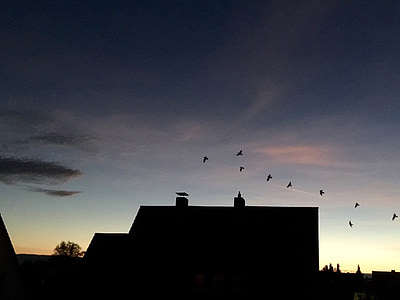 Õhtune taevas, kodu, linnud, linnu lend, korsten, katused, pilved
