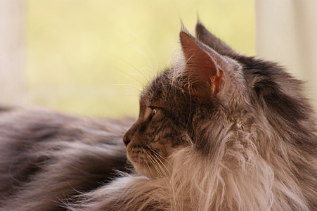 katė, galva, Vartotojo profilis, žavinga, gyvūnai, kailinis