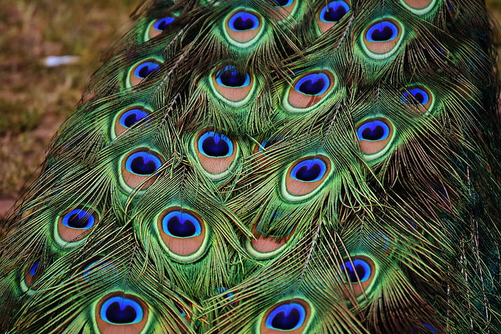 Peacock sulgede, Värviline, lind, sulestiku, loodus, loomade maailm, mees