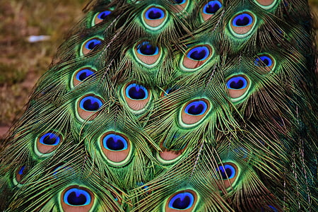 plumes de paon, coloré, oiseau, plumage, nature, monde animal, mâle