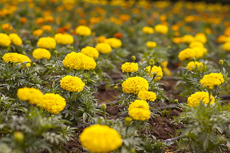 flor, amarillo, macro, Foto de flor, paisaje, salvaje, flores de primavera