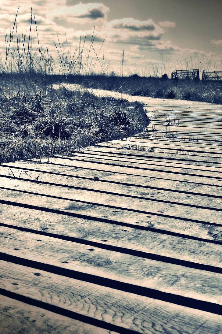 web, moor, lonely, swamp, boardwalk, nature, nature conservation