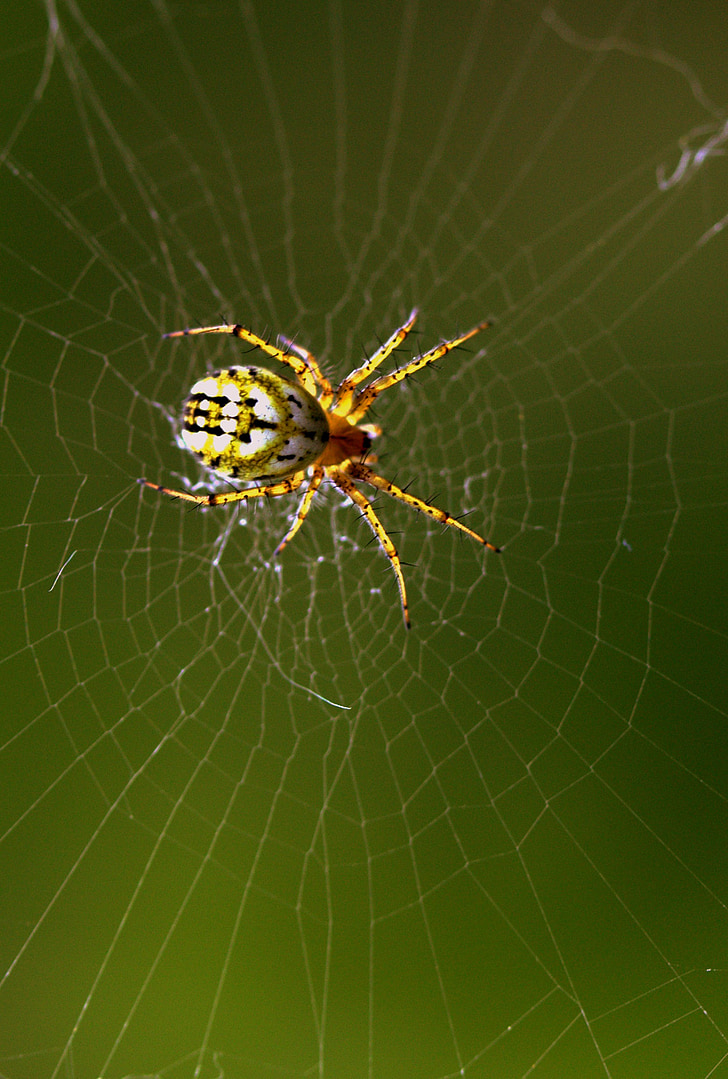 edderkop, edderkoppespind, hooked, arachnid, sted