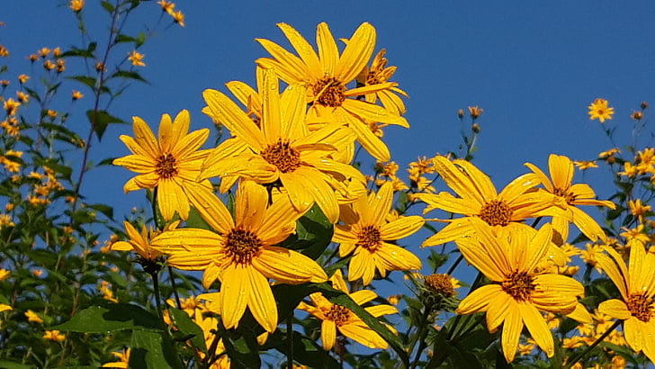 Susan kvety, bravčové zemiakov kvety, žltá