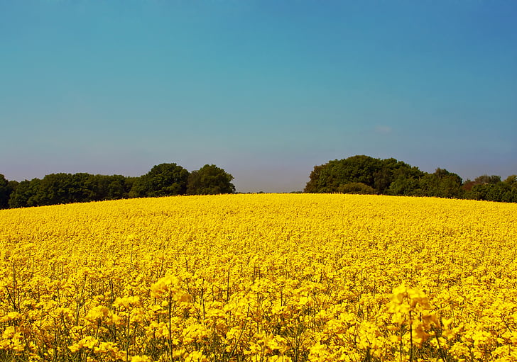 oilseed rape, field of rapeseeds, yellow, blossom, bloom, plant, field