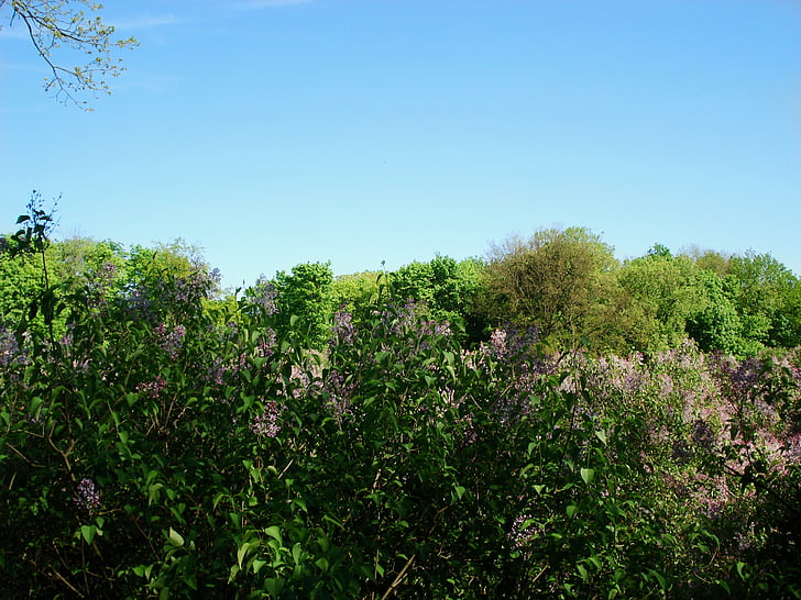 landscape, nature, bloom, spring, lilac, lilac bloom, flowering trees
