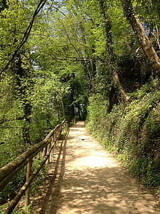 bosc, manera, camí del bosc, natura, verd, sender, paisatge