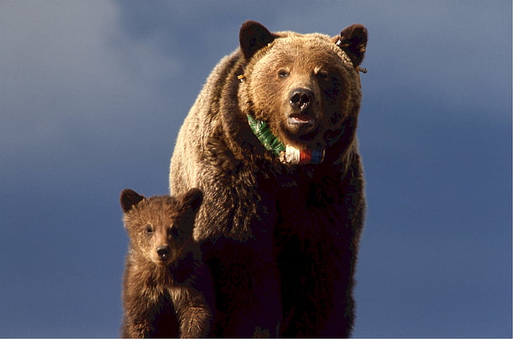 grizzly bear, cub, yellowstone, wildlife, animal, fur, powerful