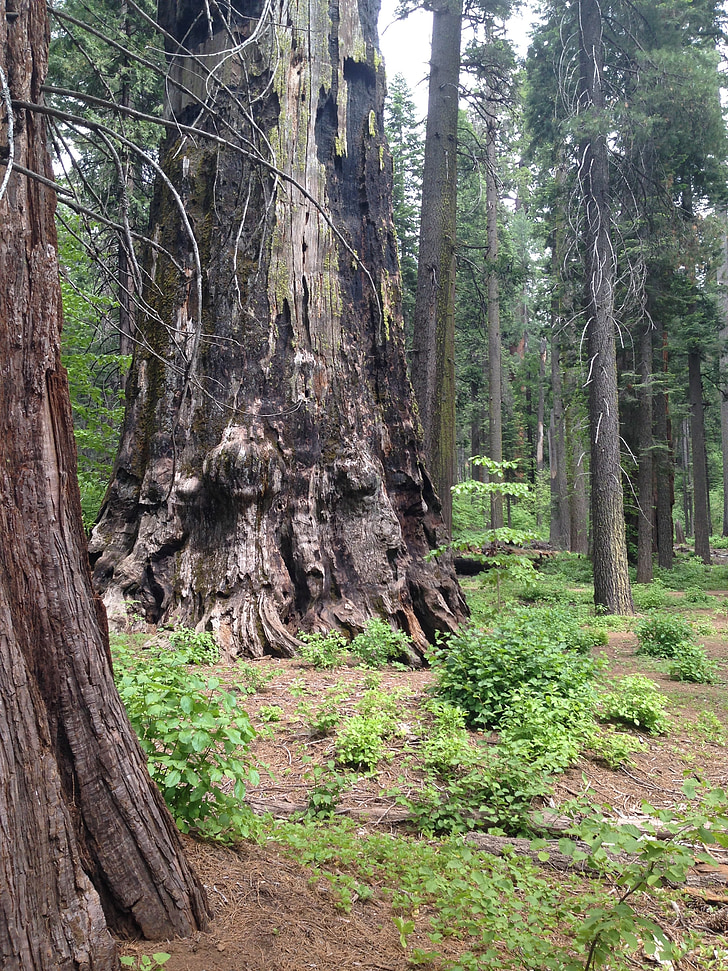 Baum, Redwood, Sequoia, Riese, natürliche