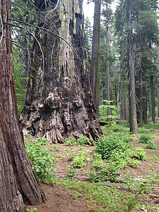 träd, Redwood, Sequoia, jätten, naturliga