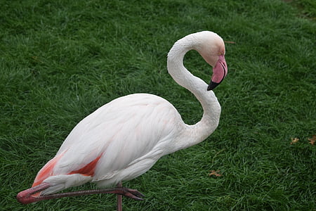 flamingo, birds, nature, bird, animal, wildlife, feather