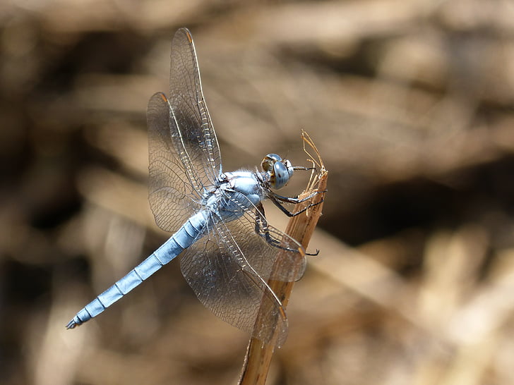dragonfly albastru, stem, zonelor umede, orthetrum cancellatum, Dragonfly, Râul, insectă