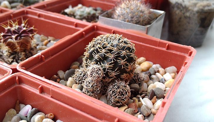 lobiviâ, cactus, succulent, collection, cacti, plants, in a pot
