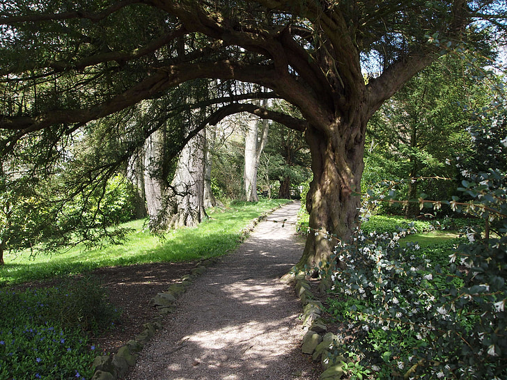 woodland, path, tree, arch, bower, gnarled, outdoors