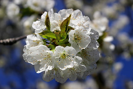 Cherry, blomma, blommande, vita blommor, naturen, Springtime, gren