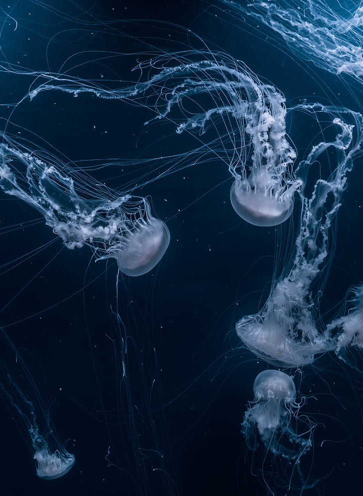 méduse, aquatique, animal, océan, sous l’eau, bleu, eau