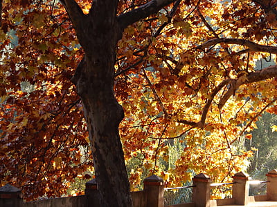 Платан, Парк, Осень, цвета, листья, тепло, дерево