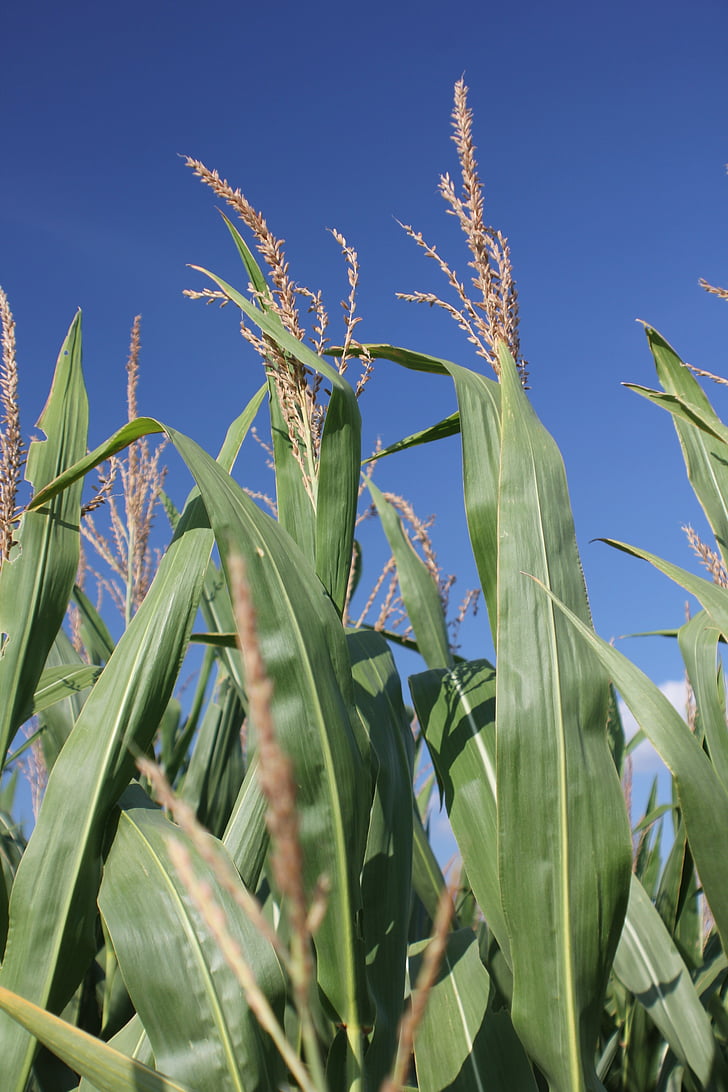 kukurūza, Missouri, lauksaimniecība, saimniecības, lauku, ražas, lauksaimniecība