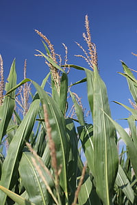kukurydza, Missouri, Rolnictwo, gospodarstwa, obszarów wiejskich, żniwa, Rolnictwo