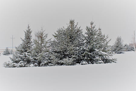 松树, 白雪覆盖的树木, 白雪覆盖的松树, 乡下雪