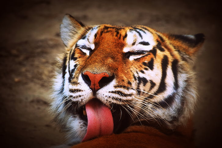 tigre, llengua, felí, Predator, animal, carnívor, Gat domesticat