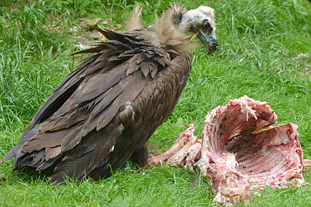 vulture, animal, bird, bird of prey, beak, predator, carcass