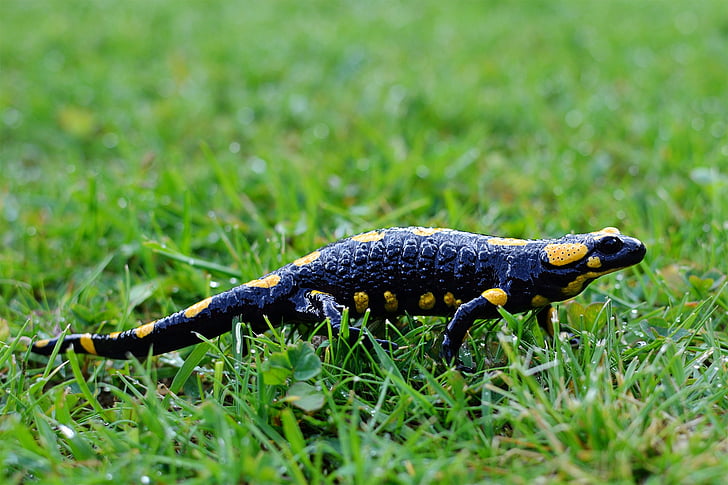 palo salamander, Salamandra, sammakkoeläimet, eläinten, Luonto, Wildlife, Salamander