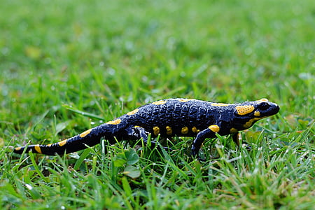 Vuursalamander, Salamandra, wormsalamanders, dier, natuur, dieren in het wild, salamander