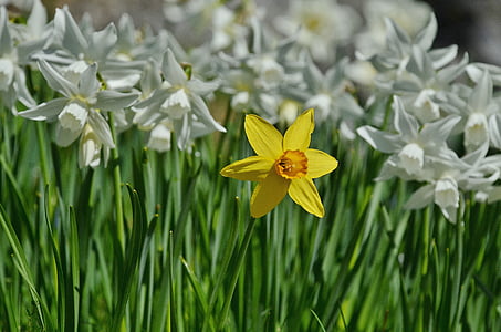 cvet, Narcisa, Velikonočni lilium, enotnega, rumena, bela, cvet
