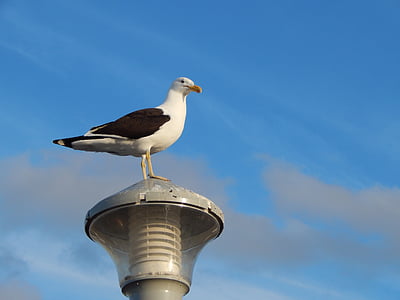 seagull, lamp, bird, uruguay