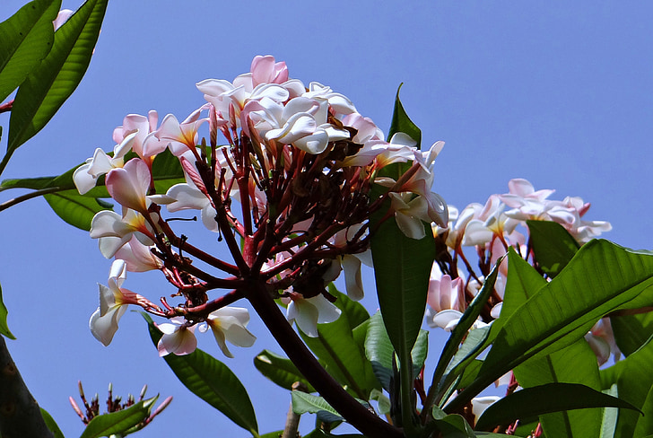 Plumeria, Frangipani, blomma, Blossom, Tropical, Karnataka, Indien