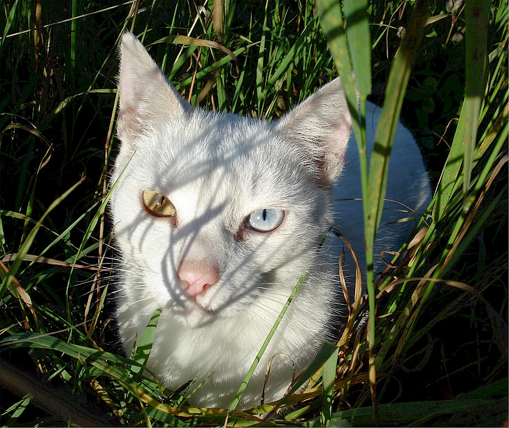 고양이, 눈, 두 가지 색상, 고양이, 숨기기, 잔디, 국내