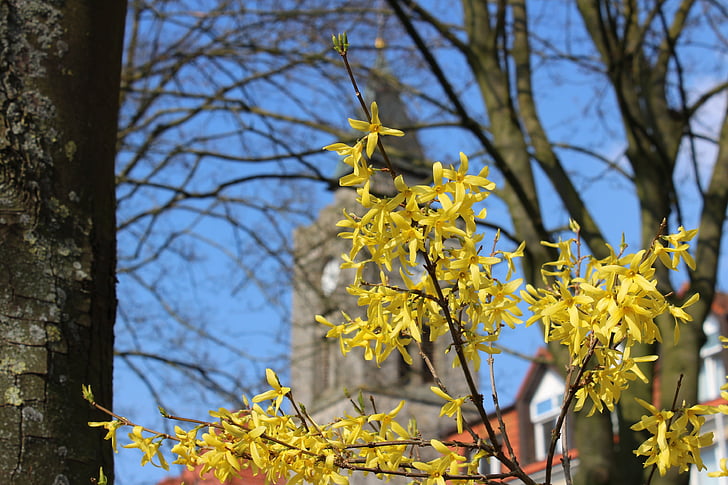 våren, Forsythia, treet, gul, anlegget, dekorativ busk