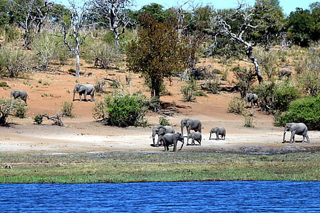 elephants, botswana, chobe, wildlife, wild, wilderness, mammal