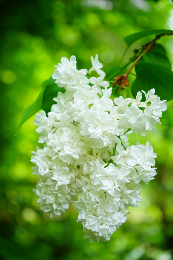 lilás, flores, Branco, lilás comum, planta, Bush, Syringa vulgaris