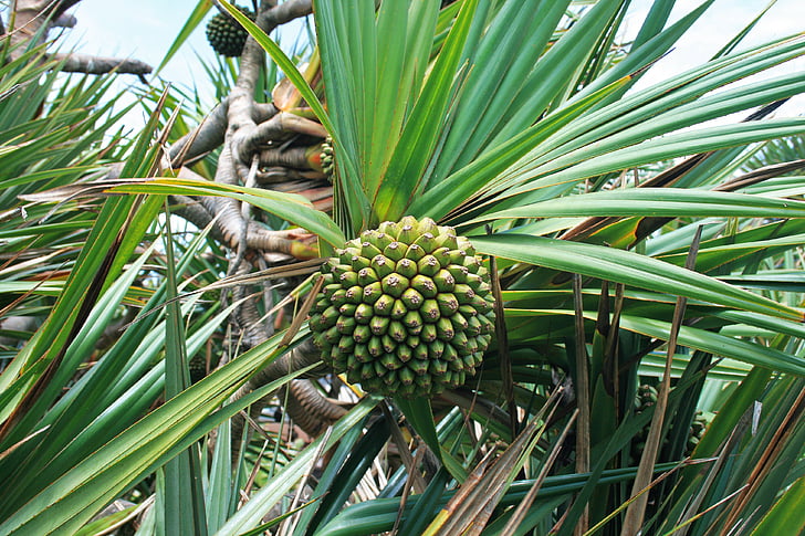 frutas tropicales, Dala, no madura, dividido en segmentos, hojas, pinchos