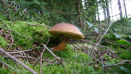 forest, cep, mushrooms