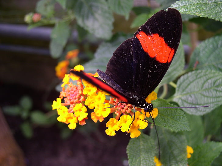 borboleta, Parque de Maximiliano, Hamm, área de Ruhr, mais, natureza, parque industrial