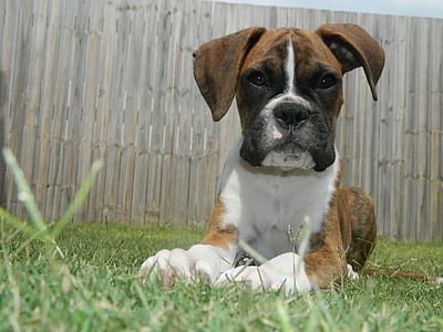 puppy, boxer, dog, pet, animal, cute, breed