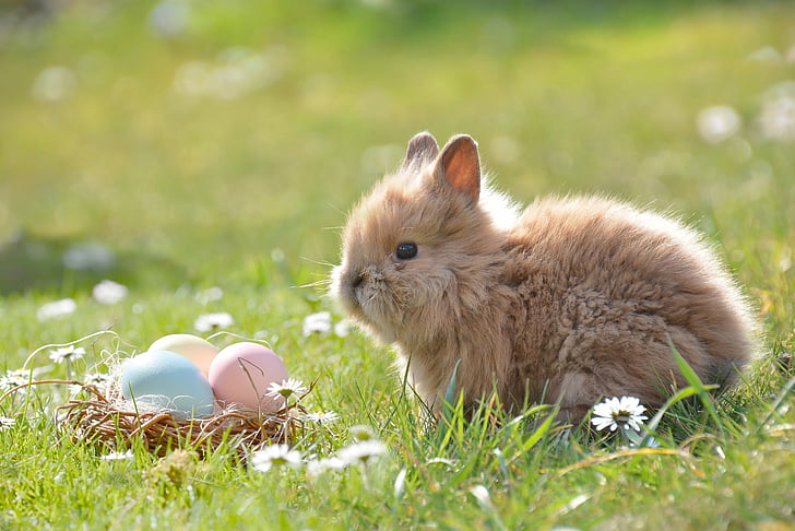 อีสเตอร์, กระต่ายอีสเตอร์, ไข่, ไข่อีสเตอร์, สุขสันต์วันอีสเตอร์, ฤดูใบไม้ผลิ, ไข่อีสเตอร์