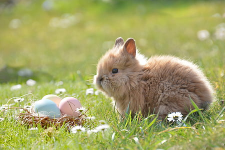 Setmana Santa, conill de Pasqua, ou, ous de Pasqua, bones festes, primavera, ou de Pasqua