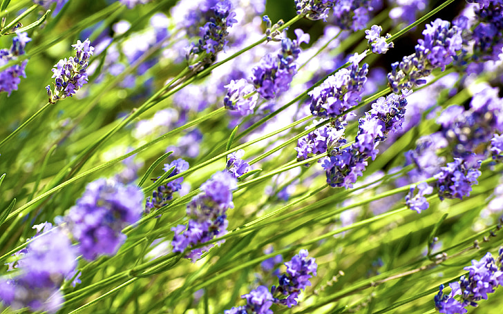 Lavender, ungu, bunga, bunga, alam, musim semi