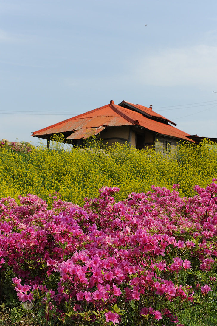flores de violación, Azalea, abril, primavera, hwasaham, flor rosa, flor amarilla