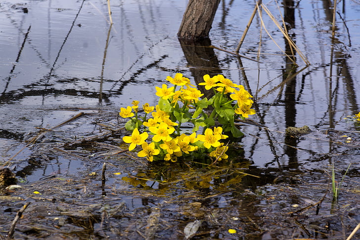buttercups water, yellow, flowers, plant, closeup, bloom, spring