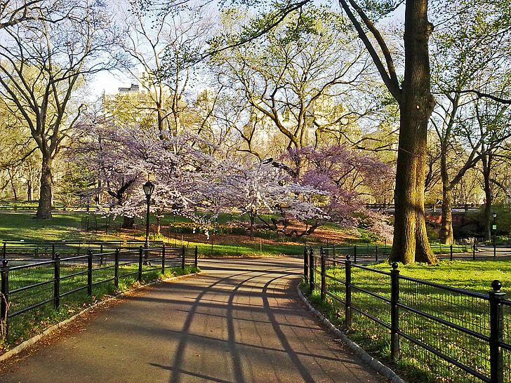 Central park, New york, Manhattan, město, venku, NYC, Amerika