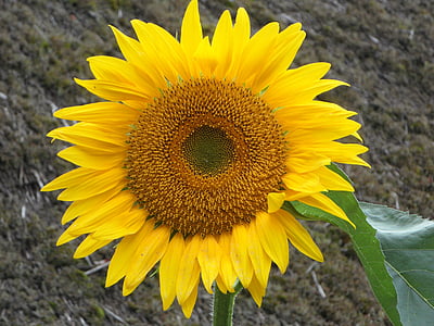 bunga matahari, musim panas, kuning, bunga, Blossom, mekar