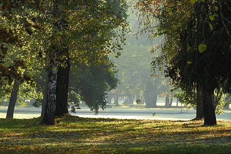puud sügisel, Sügis park, Sügis, Tšehhi budejovice, Stromovka, langenud lehed, Park